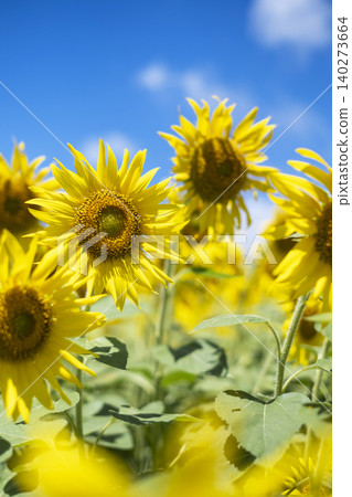 A field of sunflowers spreading all over (Hiruzen Plateau) A field of sunflowers spreading all over (Hiruzen Plateau) 140273664
