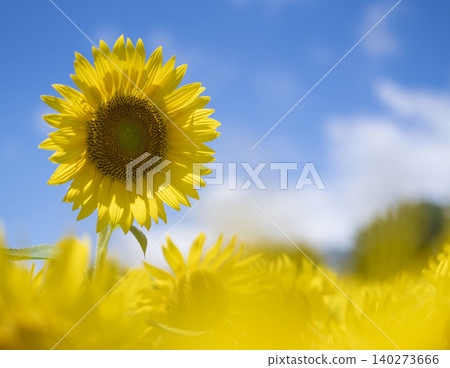 A field of sunflowers spreading all over (Hiruzen Plateau) A field of sunflowers spreading all over (Hiruzen Plateau) 140273666