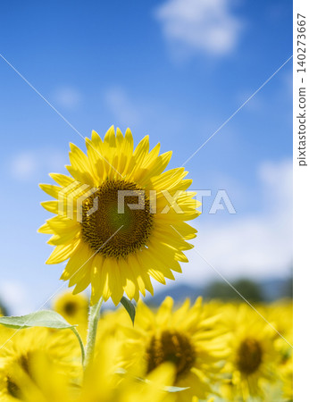 A field of sunflowers spreading all over (Hiruzen Plateau) A field of sunflowers spreading all over (Hiruzen Plateau) 140273667