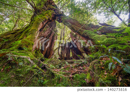 Giant Yakusugi cedar tree stump, Shiratani Unsuikyo Gorge, Yakushima (Spring) Giant Yakusugi cedar tree stump, Shiratani Unsuikyo Gorge, Yakushima (Spring) 140273816