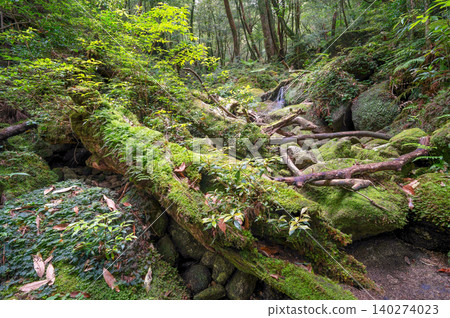 屋久島白谷雲水峽森林:苔蘚森林(春季) 屋久島白谷雲水峽森林:苔蘚森林(春季) 140274023