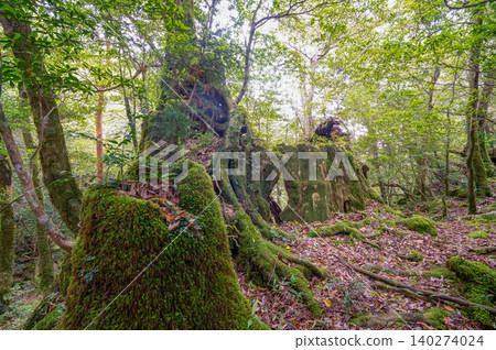 屋久島白谷雲水峽森林:苔蘚森林(春季) 屋久島白谷雲水峽森林:苔蘚森林(春季) 140274024