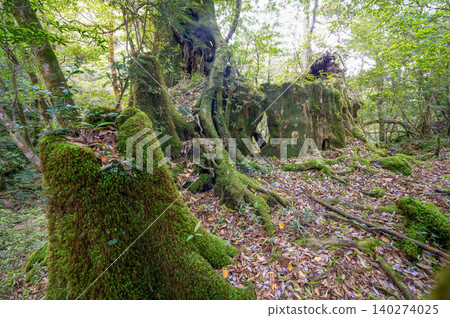 屋久島白谷雲水峽森林:苔蘚森林(春季) 屋久島白谷雲水峽森林:苔蘚森林(春季) 140274025