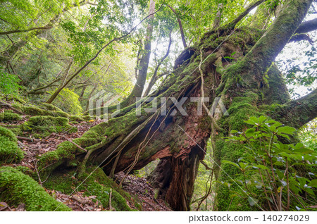 Yakushima Shiratani Unsuikyo Gorge: The most beautiful moss forest in Japan (Spring) Yakushima Shiratani Unsuikyo Gorge: The most beautiful moss forest in Japan (Spring) 140274029
