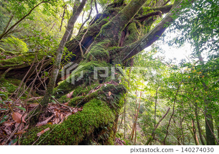 Yakushima Shiratani Unsuikyo Gorge: The most beautiful moss forest in Japan (Spring) Yakushima Shiratani Unsuikyo Gorge: The most beautiful moss forest in Japan (Spring) 140274030