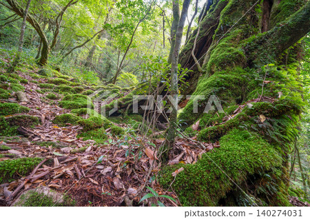 屋久島白谷雲水峽:日本最美的苔蘚森林(春季) 屋久島白谷雲水峽:日本最美的苔蘚森林(春季) 140274031