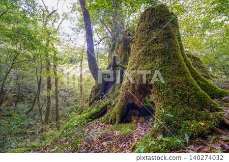 Yakushima Shiratani Unsuikyo Gorge: The most beautiful moss forest in Japan (Spring) Yakushima Shiratani Unsuikyo Gorge: The most beautiful moss forest in Japan (Spring) 140274032