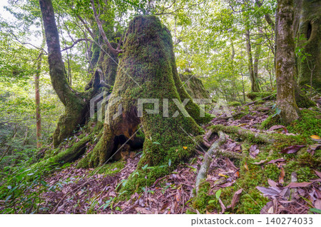 屋久島白谷雲水峽:日本最美的苔蘚森林(春季) 屋久島白谷雲水峽:日本最美的苔蘚森林(春季) 140274033