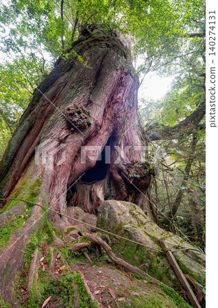 The second generation Yakusugi cedar, a living witness of the island, Shiratani Unsuikyo Gorge, Yakushima (Spring) The second generation Yakusugi cedar, a living witness of the island, Shiratani Unsuikyo Gorge, Yakushima (Spring) 140274131