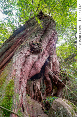 The second generation Yakusugi cedar, a living witness of the island, Shiratani Unsuikyo Gorge, Yakushima (Spring) The second generation Yakusugi cedar, a living witness of the island, Shiratani Unsuikyo Gorge, Yakushima (Spring) 140274132