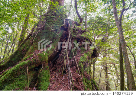 The second generation Yakusugi cedar, a living witness of the island, Shiratani Unsuikyo Gorge, Yakushima (Spring) 140274139