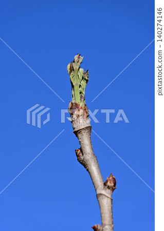 A close-up of the spring delicacy, tara sprouts, against a blue sky. A close-up of the spring delicacy, tara sprouts, against a blue sky. 140274146