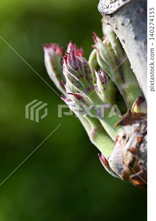 特寫鏡頭展現了春季野生蔬菜——刺楸(Aralia elata),它在美麗的鮮綠色榅桲的映襯下,從樹結中同時萌發。 特寫鏡頭展現了春季野生蔬菜——刺楸(Aralia elata),它在美麗的鮮綠色榅桲的映襯下,從樹結中同時萌發。 140274155