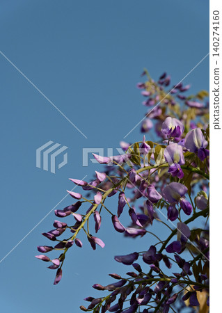 The wisteria blossoms have begun to bloom beautifully against the deep blue sky, illuminated by the strong morning sun. 140274160