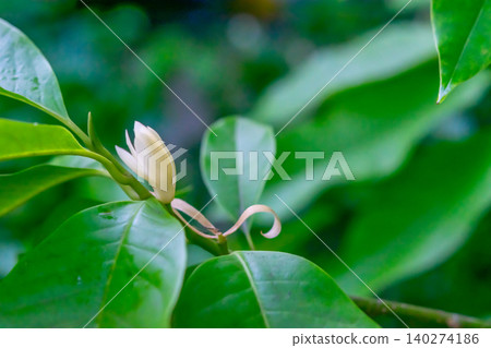 Delicate white flower bud emerging from glossy green leaves soft natural light blurred background highlighting freshness growth botanical beauty Delicate white flower bud emerging from glossy green leaves soft natural light blurred background highlighting freshness growth botanical beauty 140274186