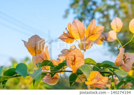Soft peach bougainvillea bracts glowing warm sunlight fresh green leaves blurred natural background creating serene tropical garden atmosphere Soft peach bougainvillea bracts glowing warm sunlight fresh green leaves blurred natural background creating serene tropical garden atmosphere 140274194