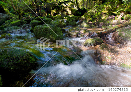 屋久島白谷雲水峽:擁有日本最美苔蘚的山澗溪谷(春季) 屋久島白谷雲水峽:擁有日本最美苔蘚的山澗溪谷(春季) 140274213