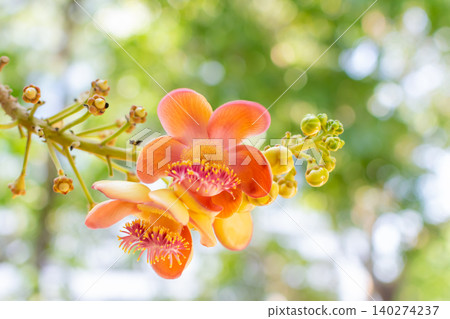 Vibrant cannonball tree flower blooming branch colorful petals soft green bokeh background highlighting tropical botanical beauty natural sunlight Vibrant cannonball tree flower blooming branch colorful petals soft green bokeh background highlighting tropical botanical beauty natural sunlight 140274237