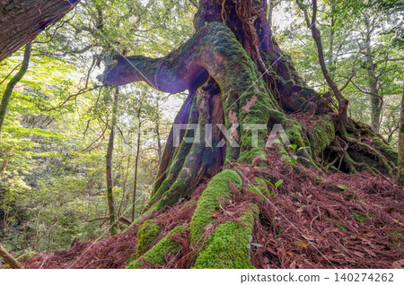 The second generation Yakusugi cedar, a living witness of the island, Shiratani Unsuikyo Gorge, Yakushima (Spring) The second generation Yakusugi cedar, a living witness of the island, Shiratani Unsuikyo Gorge, Yakushima (Spring) 140274262