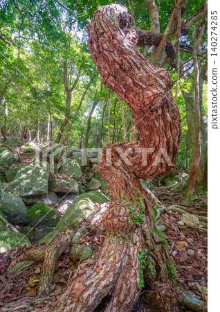 Ivy Vine Forest, Yakushima, a World Heritage Site (Spring) Ivy Vine Forest, Yakushima, a World Heritage Site (Spring) 140274285