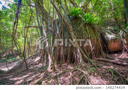Banyan tree forest, Yakushima, a World Natural Heritage Site (Spring) Banyan tree forest, Yakushima, a World Natural Heritage Site (Spring) 140274434