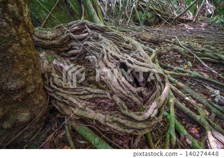 屋久島常春藤和榕樹林,世界自然遺產地(春季) 屋久島常春藤和榕樹林,世界自然遺產地(春季) 140274448
