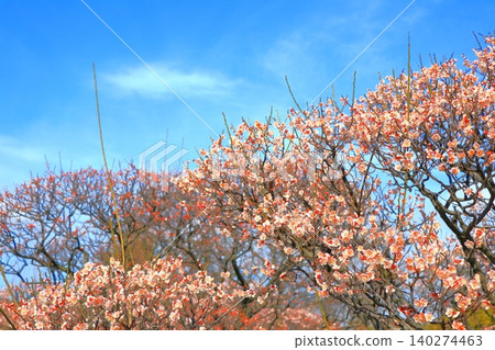 Plum blossoms 5 Plum blossoms 5 140274463
