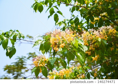 Beautiful yellow flowers of crateva religiosa spider tree blooming on branches under bright summer sky in tropical garden Beautiful yellow flowers of crateva religiosa spider tree blooming on branches under bright summer sky in tropical garden 140274471