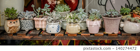 Assortment of various mini succulent plants in small decorative ceramic pots arranged on wooden shelf at retail flower market shop display Assortment of various mini succulent plants in small decorative ceramic pots arranged on wooden shelf at retail flower market shop display 140274472