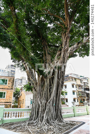 Large ancient chinese banyan ficus microcarpa tree with massive roots and green crown on square against residential buildings in Macau Large ancient chinese banyan ficus microcarpa tree with massive roots and green crown on square against residential buildings in Macau 140274481