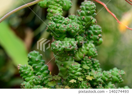 Potted succulent plant euphorbia ritchiei with knobby green stems grows surrounded by tiny weeds close up view Potted succulent plant euphorbia ritchiei with knobby green stems grows surrounded by tiny weeds close up view 140274493