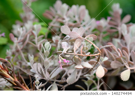 Potted succulent plant kalanchoe pumila with frosted grey green leaves and small pink flowers grows in garden Potted succulent plant kalanchoe pumila with frosted grey green leaves and small pink flowers grows in garden 140274494