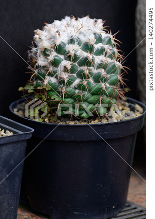 Potted cactus mammillaria polythele with white woolly tufts and sharp spines grows in plastic black flowerpot Potted cactus mammillaria polythele with white woolly tufts and sharp spines grows in plastic black flowerpot 140274495
