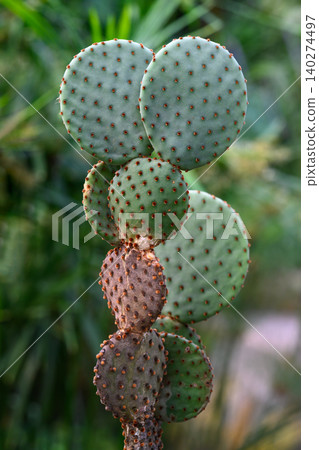 Potted cactus opuntia microdasys caress with round green pads and smooth touchable areoles grows in greenhouse Potted cactus opuntia microdasys caress with round green pads and smooth touchable areoles grows in greenhouse 140274497