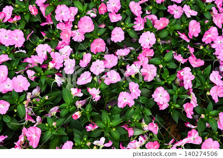 Full frame background texture of beautiful pink impatiens walleriana flowers blooming with fresh green leaves in garden Full frame background texture of beautiful pink impatiens walleriana flowers blooming with fresh green leaves in garden 140274506