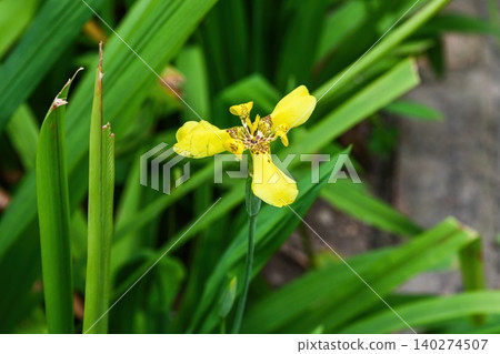 Close up of one yellow trimezia martinicensis flower blooming with long green leaves in botanical garden in Macau 140274507