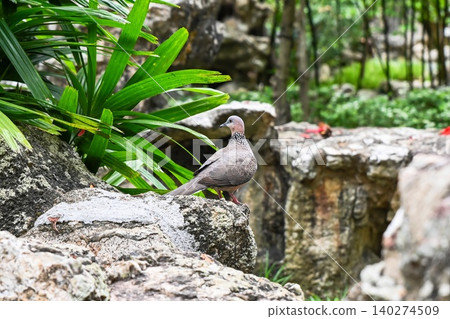 One spotted dove streptopelia chinensis bird perched on stone rock surrounded by green tropical plants in park in Macau China 140274509