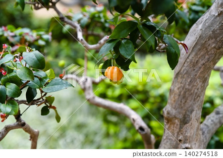 Close up view of surinam cherry eugenia uniflora fruit hanging on branch with green leaves in botanical garden in Macau Close up view of surinam cherry eugenia uniflora fruit hanging on branch with green leaves in botanical garden in Macau 140274518