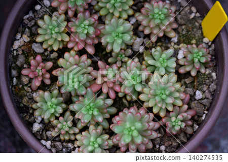 Potted succulent plant sedum rubrotinctum aurora with pink tipped green leaves grows in flowerpot Potted succulent plant sedum rubrotinctum aurora with pink tipped green leaves grows in flowerpot 140274535