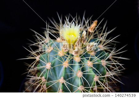 Potted cactus ferocactus glaucescens with sharp spines and yellow flower grows on black background Potted cactus ferocactus glaucescens with sharp spines and yellow flower grows on black background 140274539