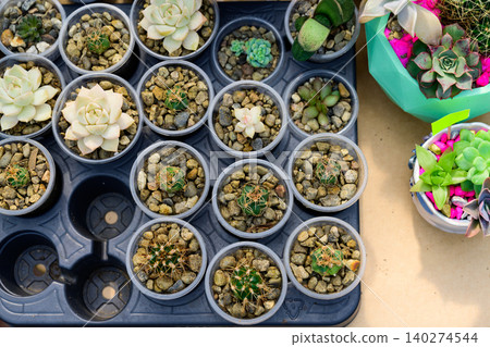 Top view of potted succulent plants and small cacti in plastic pots arranged in seedling tray at flower market Top view of potted succulent plants and small cacti in plastic pots arranged in seedling tray at flower market 140274544