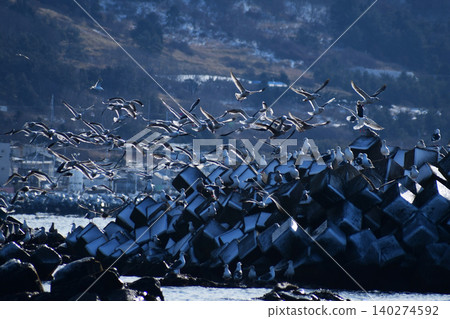 Seagulls flying around the tetrapods Seagulls flying around the tetrapods 140274592