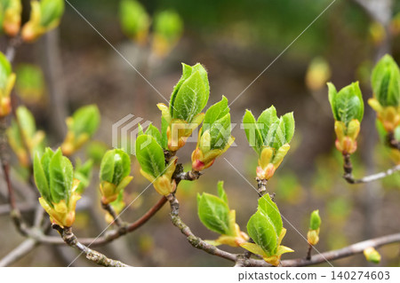 鐘花吊鐘的萌芽 鐘花吊鐘的萌芽 140274603