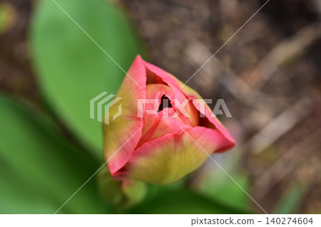 A tulip bud in bloom, viewed from above. A tulip bud in bloom, viewed from above. 140274604