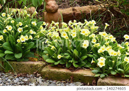 花園花壇裡的報春花 花園花壇裡的報春花 140274605