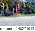 asphalt road in the forest 140274615