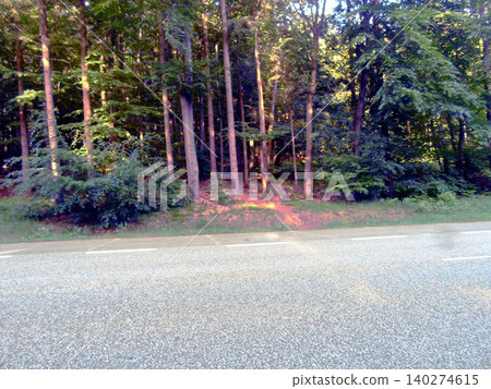 asphalt road in the forest 140274615