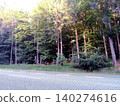 road in forest 140274616