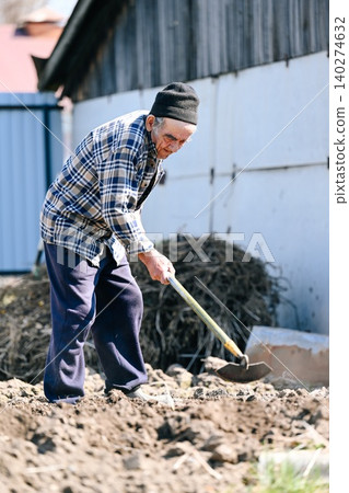 Russian 77 years old elderly man chops ground with hoe tool preparing soil for potato planting in rural village vegetable garden Russian 77 years old elderly man chops ground with hoe tool preparing soil for potato planting in rural village vegetable garden 140274632