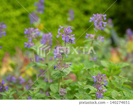 紫色馬鞭草花 紫色馬鞭草花 140274651